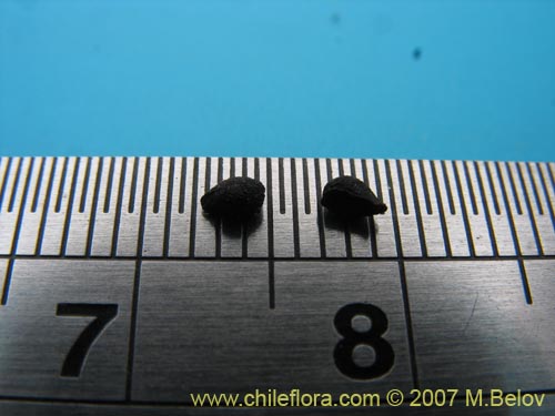 Imágen de Conanthera campanulata (). Haga un clic para aumentar parte de imágen.