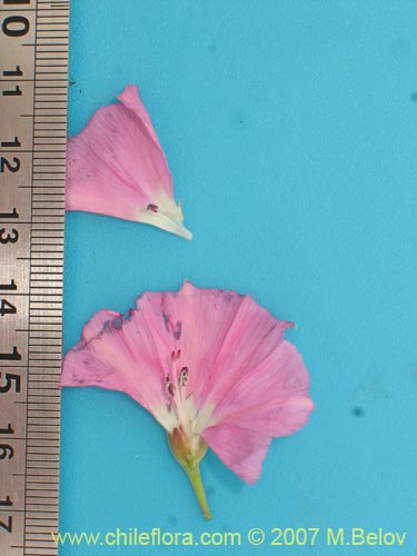 Convolvulus chilensis의 사진