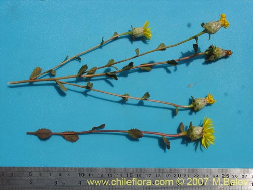 Bild von Haplopappus sp. #1302 (). Klicken Sie, um den Ausschnitt zu vergrössern.