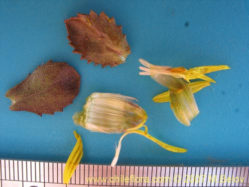 Bild von Haplopappus sp. #1302 (). Klicken Sie, um den Ausschnitt zu vergrössern.