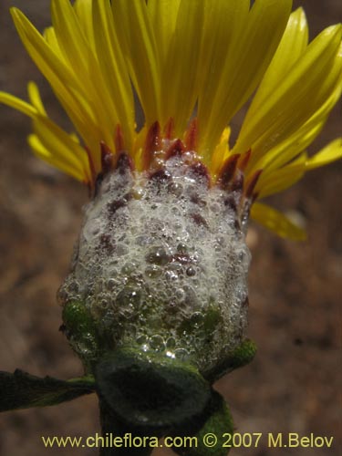 Bild von Haplopappus sp. #1302 (). Klicken Sie, um den Ausschnitt zu vergrössern.