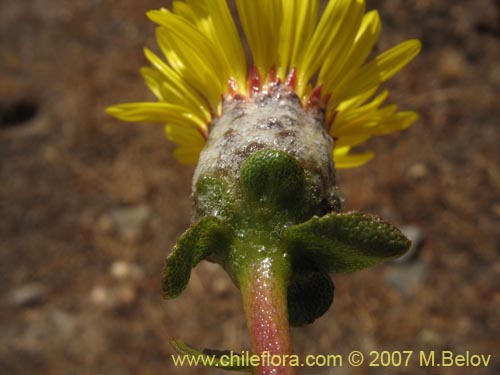 Bild von Haplopappus sp. #1302 (). Klicken Sie, um den Ausschnitt zu vergrössern.