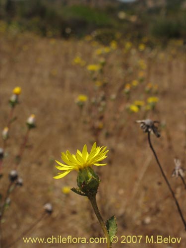 Bild von Haplopappus sp. #1302 (). Klicken Sie, um den Ausschnitt zu vergrössern.