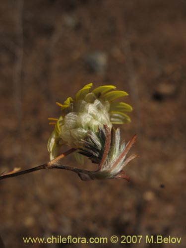 Bild von Chaetanthera incana (). Klicken Sie, um den Ausschnitt zu vergrössern.