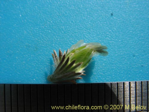 Chaetanthera incana의 사진