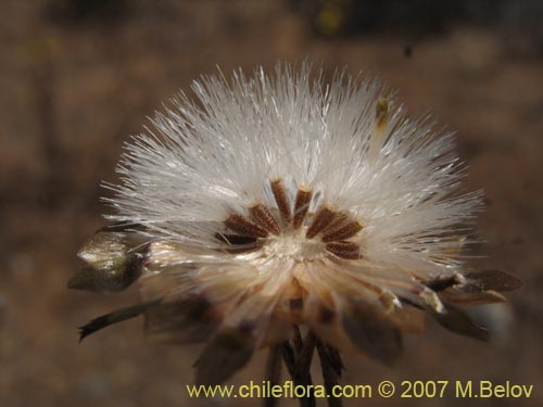 Chaetanthera incana의 사진