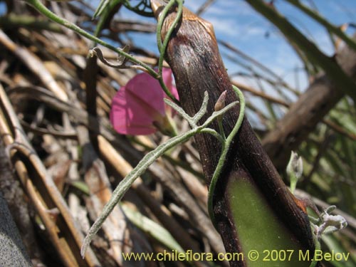 Convolvulus chilensis의 사진