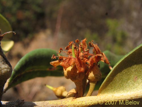 Image of Pouteria splendens (Lucumo silvestre). Click to enlarge parts of image.