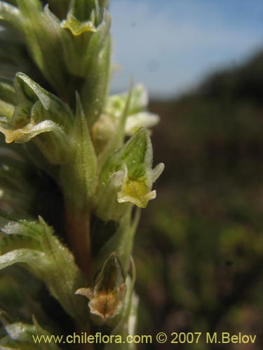 Bild von Brachystele unilateralis (). Klicken Sie, um den Ausschnitt zu vergrössern.