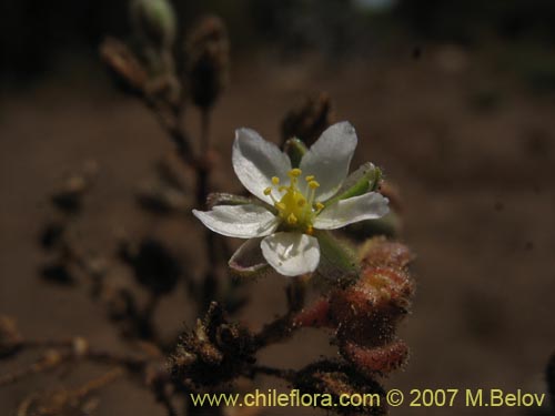 Фотография Не определенное растение sp. #3004 (). Щелкните, чтобы увеличить вырез.