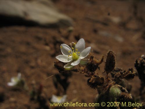 Imágen de Planta no identificada sp. #3004 (). Haga un clic para aumentar parte de imágen.