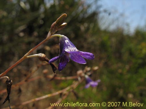 Imágen de Conanthera campanulata (). Haga un clic para aumentar parte de imágen.