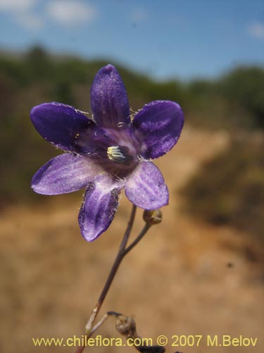 Imágen de Conanthera campanulata (). Haga un clic para aumentar parte de imágen.