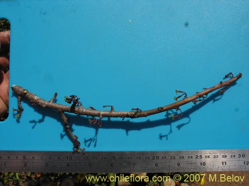 Carica chilensis的照片