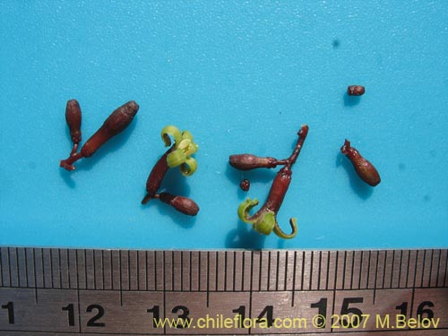 Carica chilensis的照片