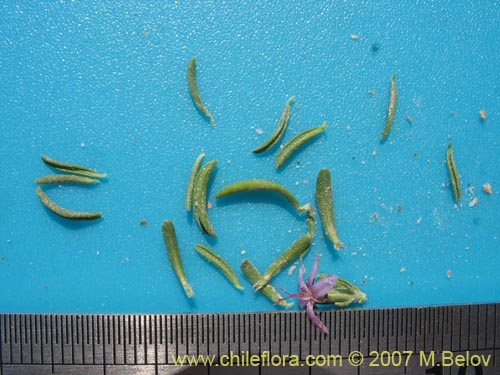 Imágen de Frankenia salina (Hierba del salitre). Haga un clic para aumentar parte de imágen.