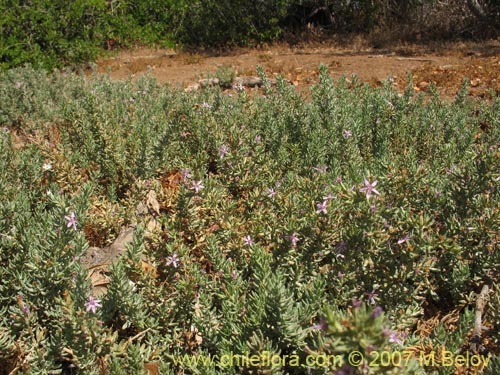 Imágen de Frankenia salina (Hierba del salitre). Haga un clic para aumentar parte de imágen.