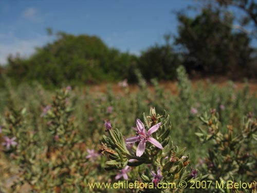 Imágen de Frankenia salina (Hierba del salitre). Haga un clic para aumentar parte de imágen.
