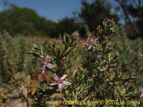 Imágen de Frankenia salina (Hierba del salitre). Haga un clic para aumentar parte de imágen.