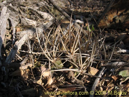 Eriosyce curvispinaの写真