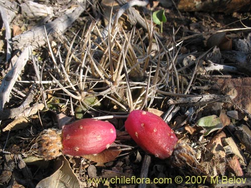 Eriosyce curvispinaの写真