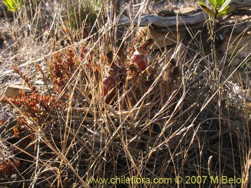 Eriosyce curvispinaの写真