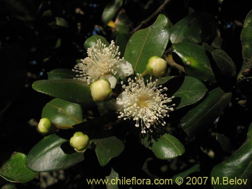 Image of Myrceugenia correifolia (Petrillo / Petrilla). Click to enlarge parts of image.
