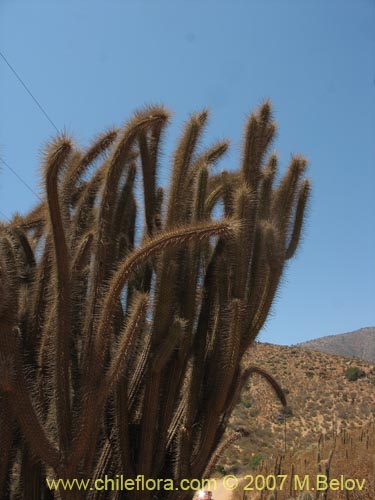 Eulychnia acidaの写真