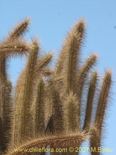 Eulychnia acidaの写真