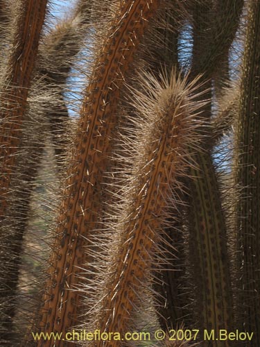 Eulychnia acidaの写真