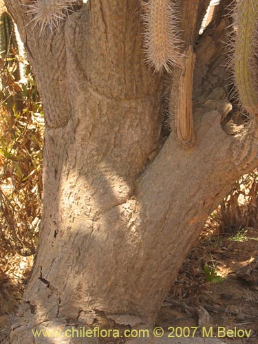 Eulychnia acidaの写真