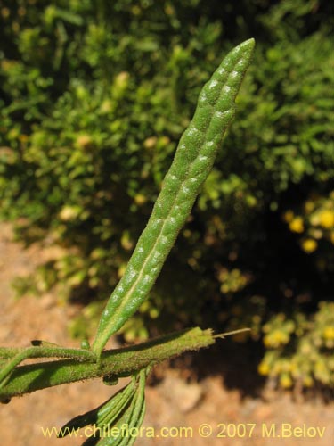 Bild von Asteraceae sp. #3175 (). Klicken Sie, um den Ausschnitt zu vergrössern.