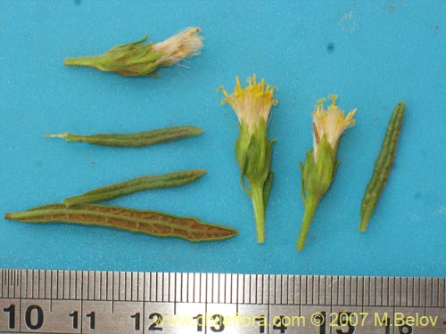 Bild von Asteraceae sp. #3175 (). Klicken Sie, um den Ausschnitt zu vergrössern.