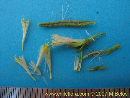Bild von Asteraceae sp. #3175 (). Klicken Sie, um den Ausschnitt zu vergrössern.
