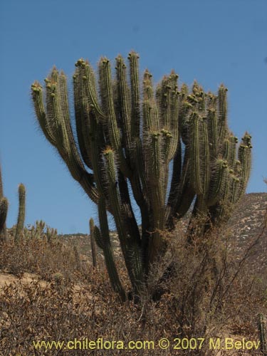 Eulychnia acidaの写真