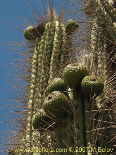 Eulychnia acidaの写真