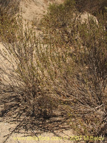 Bild von Asteraceae sp. #3139 (). Klicken Sie, um den Ausschnitt zu vergrössern.