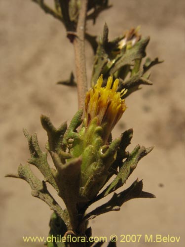 Bild von Asteraceae sp. #3139 (). Klicken Sie, um den Ausschnitt zu vergrössern.