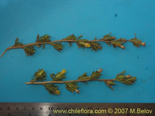 Bild von Asteraceae sp. #3139 (). Klicken Sie, um den Ausschnitt zu vergrössern.