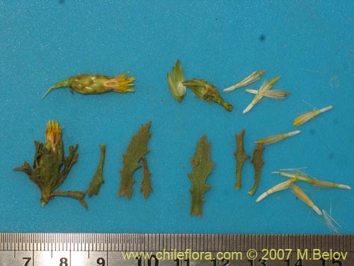 Bild von Asteraceae sp. #3139 (). Klicken Sie, um den Ausschnitt zu vergrössern.