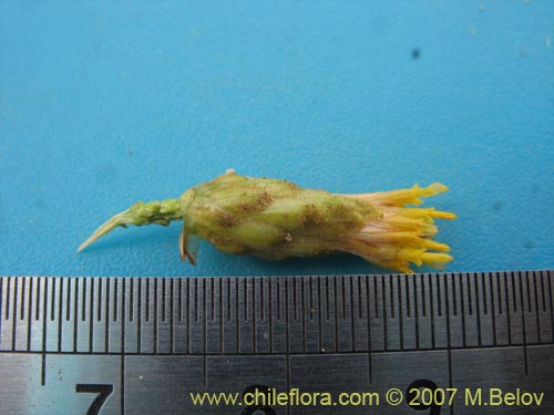 Bild von Asteraceae sp. #3139 (). Klicken Sie, um den Ausschnitt zu vergrössern.