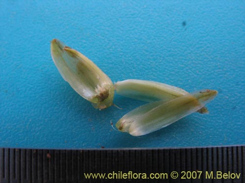 Bild von Asteraceae sp. #3139 (). Klicken Sie, um den Ausschnitt zu vergrössern.