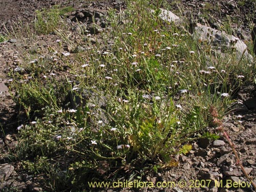 Bild von Leucheria sp. #6118 (). Klicken Sie, um den Ausschnitt zu vergrössern.