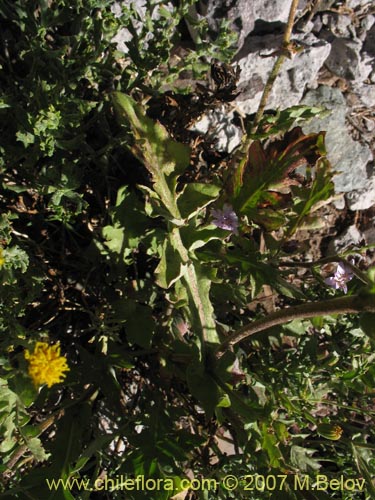 Bild von Leucheria  sp. #6118 (). Klicken Sie, um den Ausschnitt zu vergrössern.