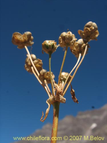 没断定的植物 sp. #1700的照片