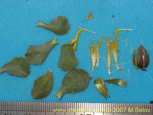 Bild von Haplopappus scrobiculatus (). Klicken Sie, um den Ausschnitt zu vergrössern.