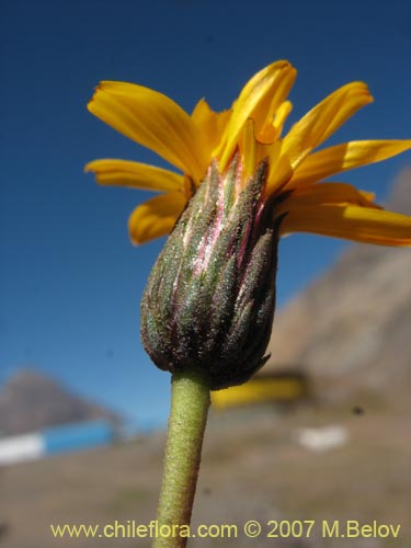 Bild von Haplopappus scrobiculatus (). Klicken Sie, um den Ausschnitt zu vergrössern.