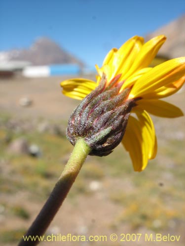 Bild von Haplopappus scrobiculatus (). Klicken Sie, um den Ausschnitt zu vergrössern.
