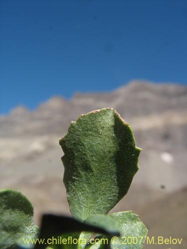 Bild von Haplopappus scrobiculatus (). Klicken Sie, um den Ausschnitt zu vergrössern.