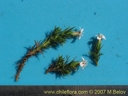 Bild von Nassauvia uniflora (). Klicken Sie, um den Ausschnitt zu vergrössern.